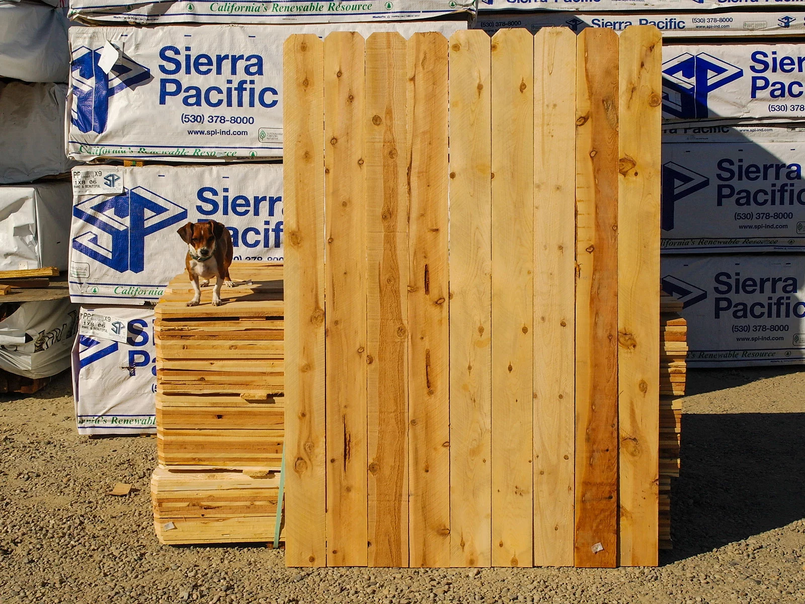 Buddy hanging out with 1x6x6' Cedar Rustic Fence Boards