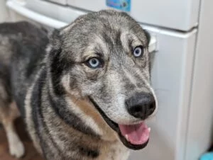 Picture of Moof