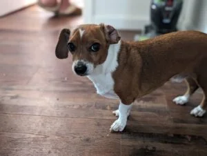 Picture of Buddy