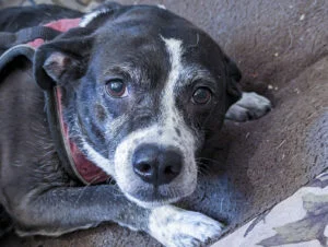 Picture of Ziggy